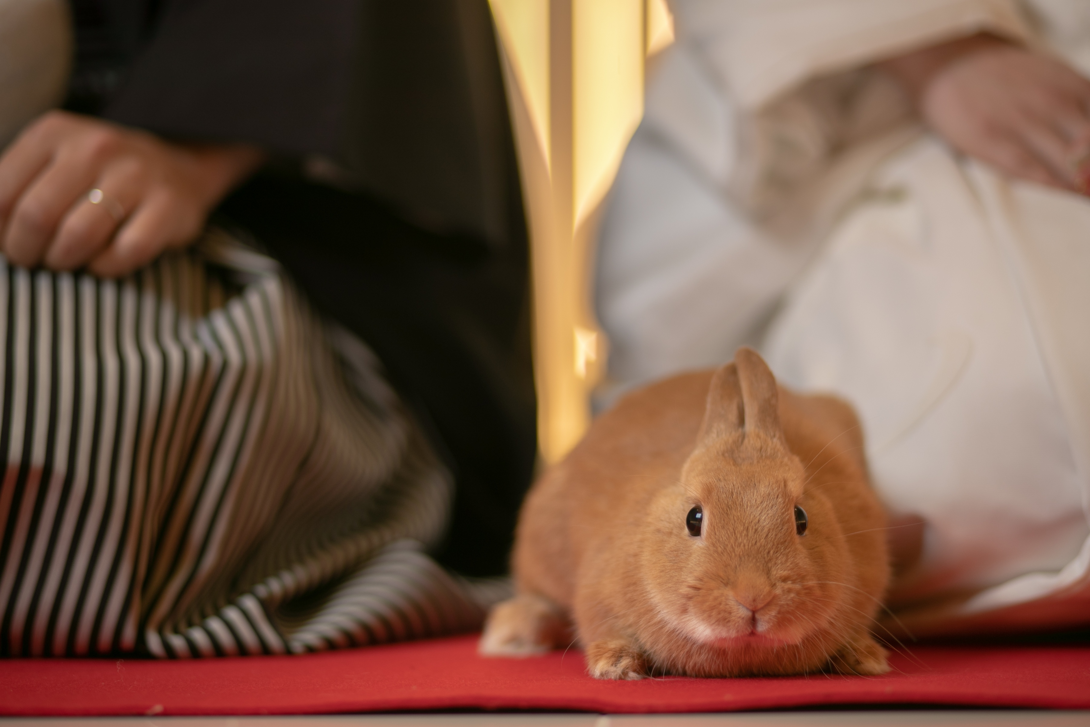 Point1 多彩な撮影シーン