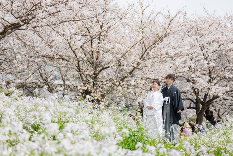 背景一面に咲き誇る桜♪