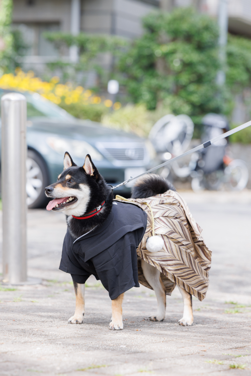 ワンちゃんも一緒にドレスアップ♪