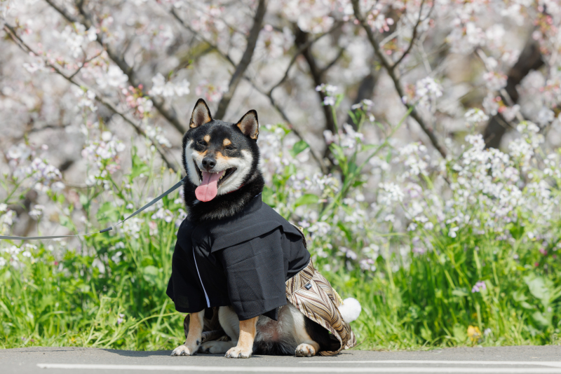 ペットと楽しむロケーションフォト!
