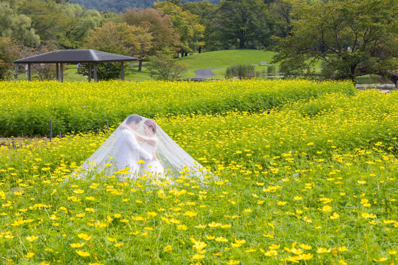 一面のコスモス