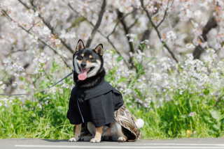 ペットとの撮影