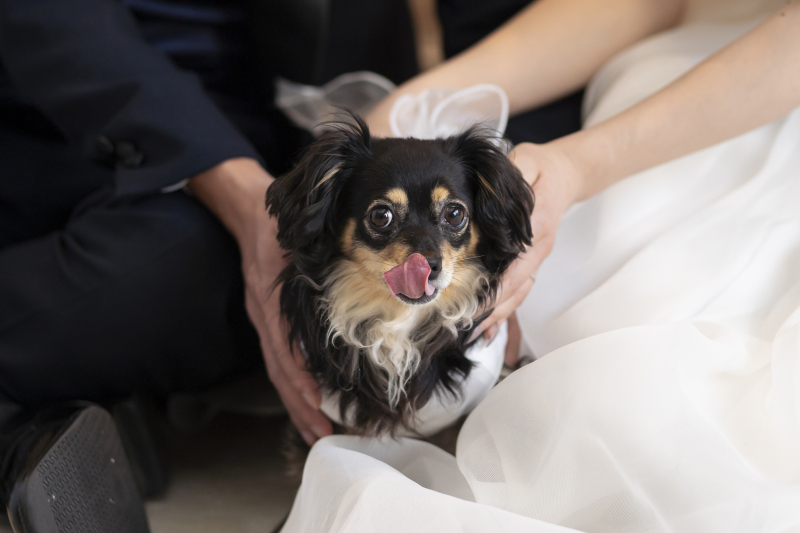 愛犬の表情も、主役のひとつに