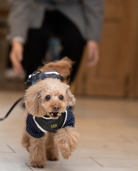 ペットのソロ写真も可能◎