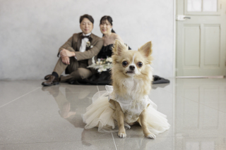 白無垢と黒ドレスをワンちゃんと一緒に！和装＆洋装スタジオプランで素敵な日を♥