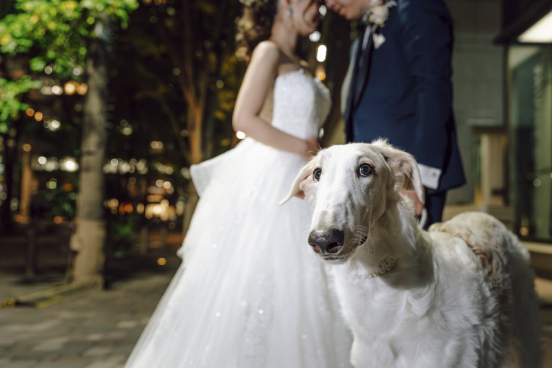 PHOTO WEDDING STYLE_ペットと一緒に撮影できる