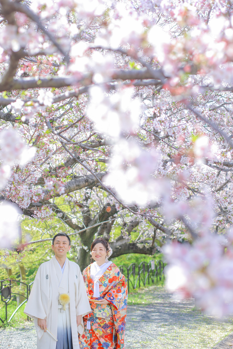 和装姿と桜のコントラスト