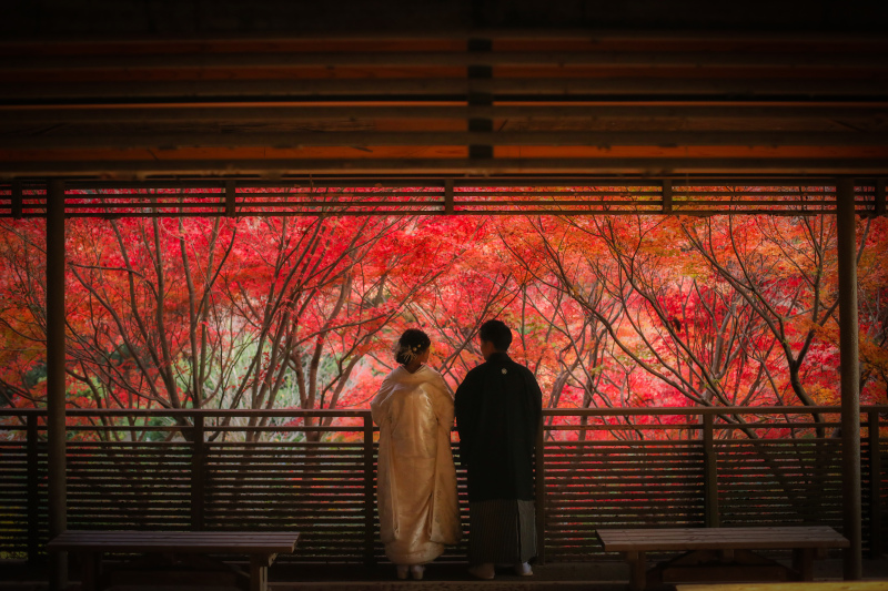 満開の紅葉を背景に