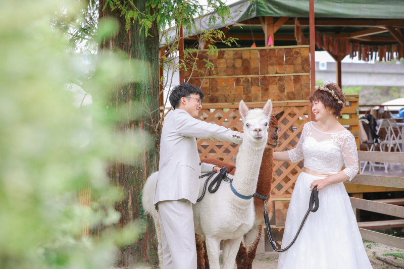 大好きなアルパカとフォトウエディング 