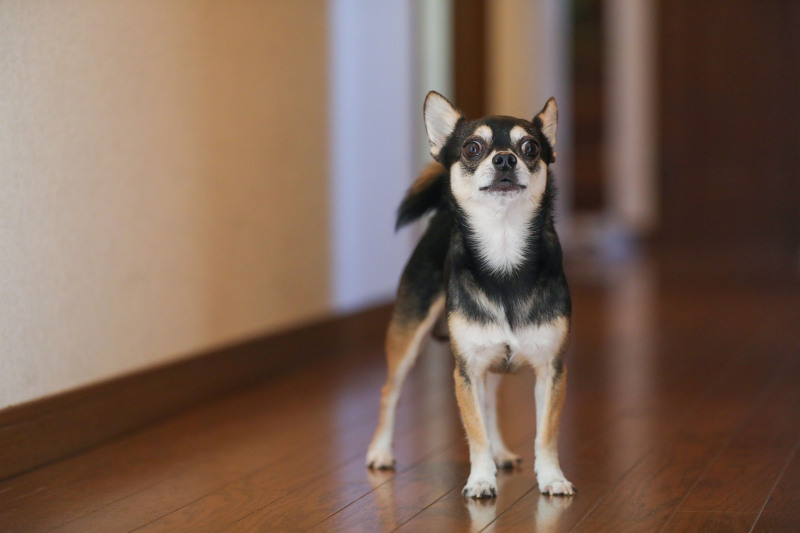 ip-one_ペットと一緒に撮影できる