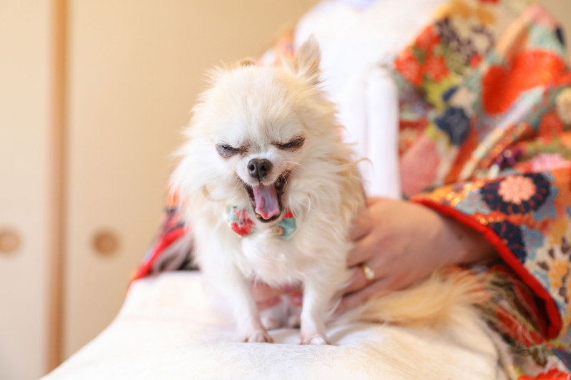 ip-one_ペットと一緒に撮影できる