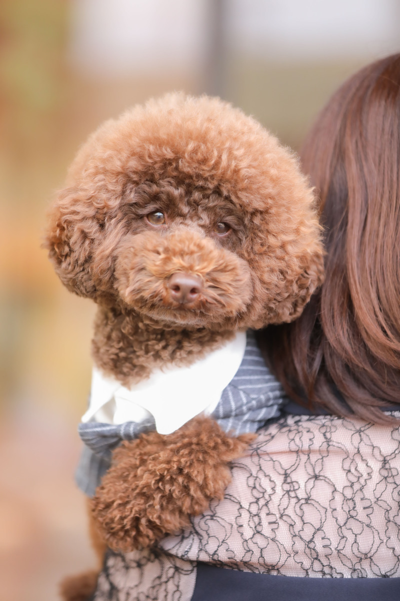 ip-one_ペットと一緒に撮影できる