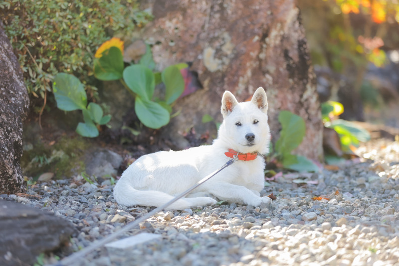 ip-one_ペットと一緒に撮影できる