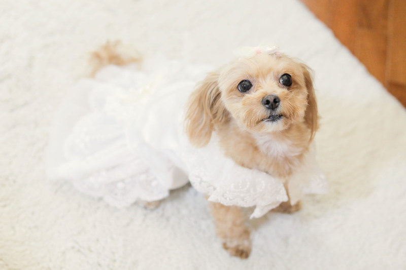 かわいいペットのソロショット撮影