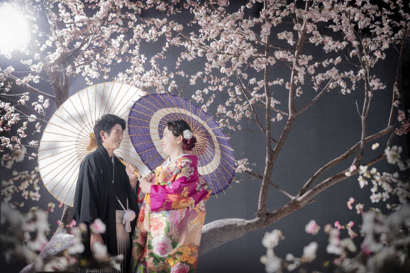 桜:春爛漫の優美なひと時