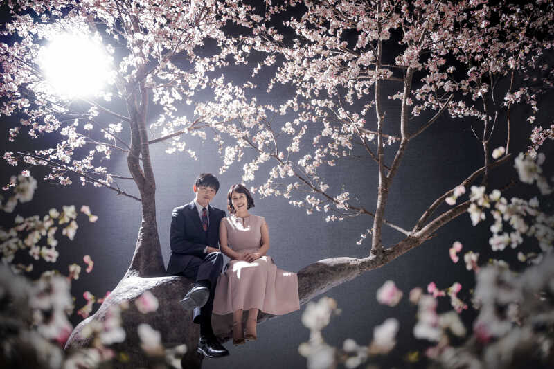 桜の木の上で見つめる未来