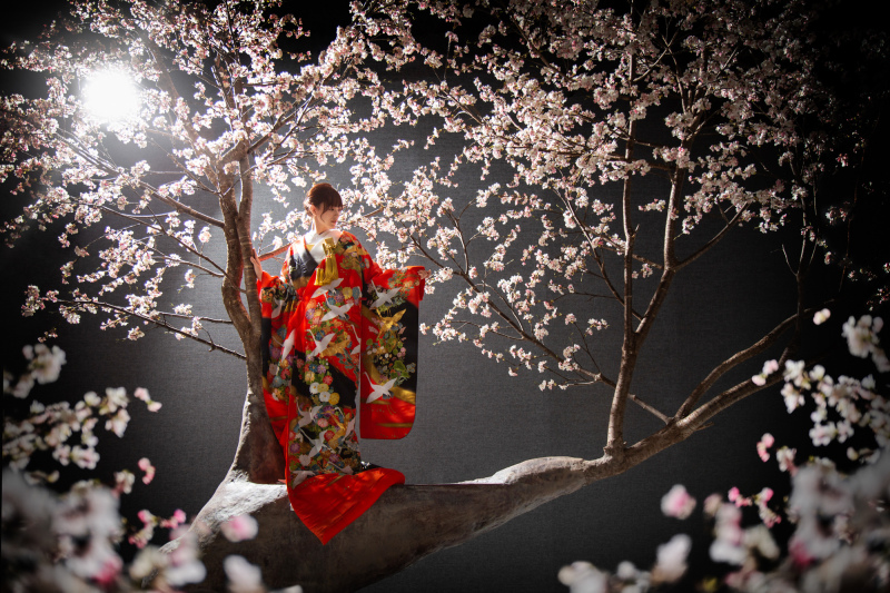 【桜】色打掛×目線外しショット