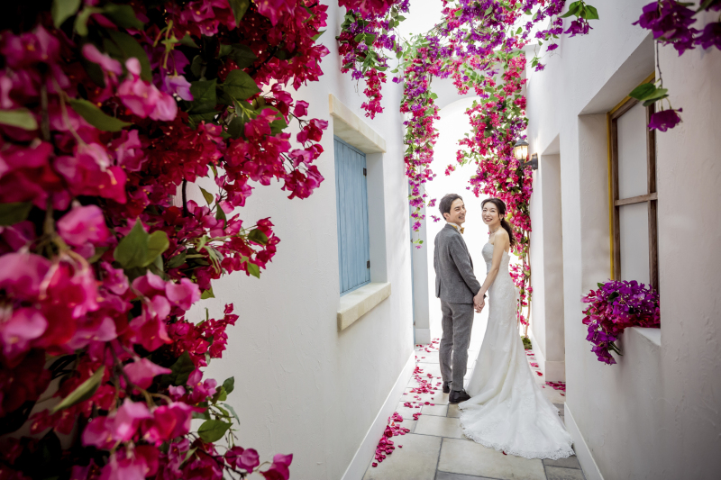 ブーゲンビリア定番ショット