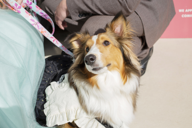 大切な家族…愛犬ちゃんソロショット♪