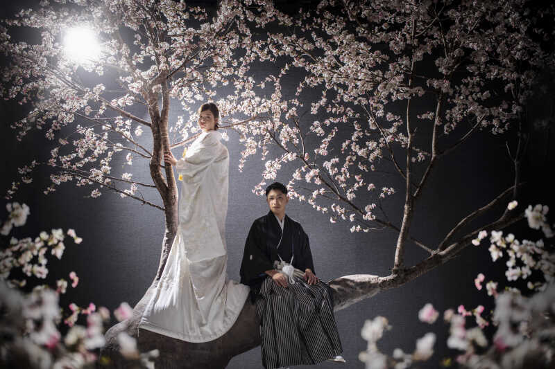 桜の木の上から広がる未来