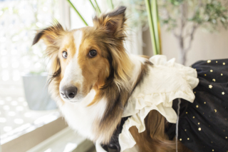 オープンテラスもフラワーも！愛犬と一緒にスペシャルフォトウェディング！