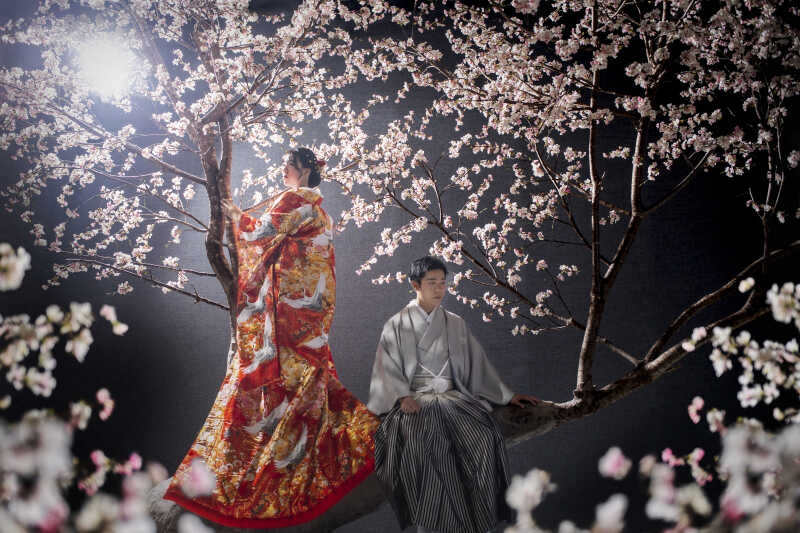 煌びやかな満開の桜で贅沢ショット