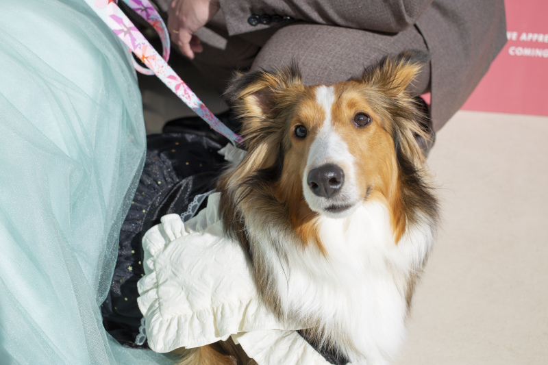 ペットとのフォトウエディングならブランズ心斎橋