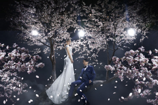 さくら吹雪シャワー撮影