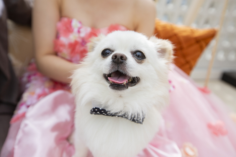 ペットと一緒のフォトウェディング♪ルーフトップテラス貸切【テラス撮影し放題+スタジオ3シーン】