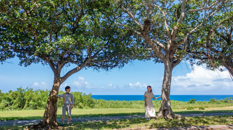 ガジュマルの並木で