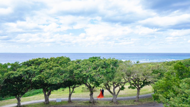 お約束の並木道と草原と海