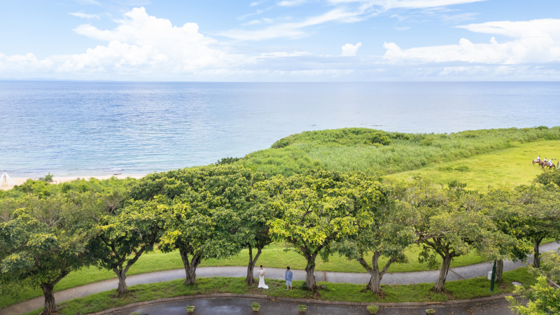 ガジュマルの並木と沖縄西海岸の海と草原と