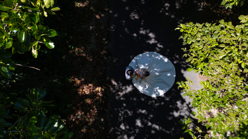 緑の森でのドローンショット