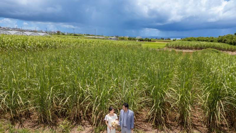 サトウキビ畑でも