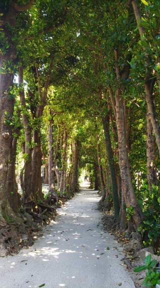 備瀬のフクギ並木での撮影