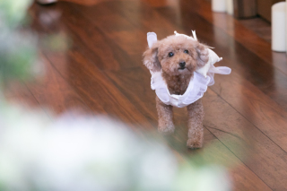 ザ・ジョージアンテラス_愛するペットと残すウェディングフォト♪