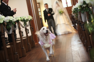 ザ・ジョージアンテラス_愛するペットと残すウェディングフォト♪