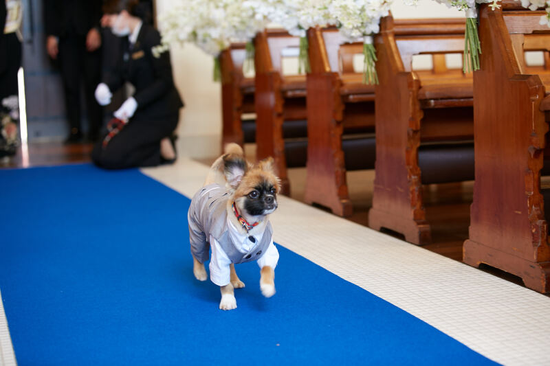 リングドック風のお写真も♪