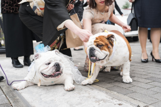 リヴァージュブラン_ペットも一緒