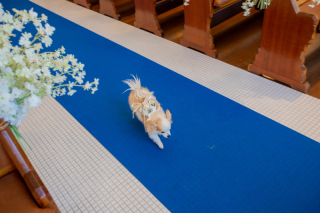 リヴァージュブラン_ペットも一緒