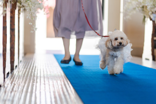 リヴァージュブラン_ペットも一緒