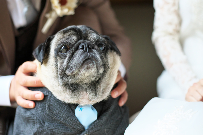 主役はワンちゃん♡♡⁈