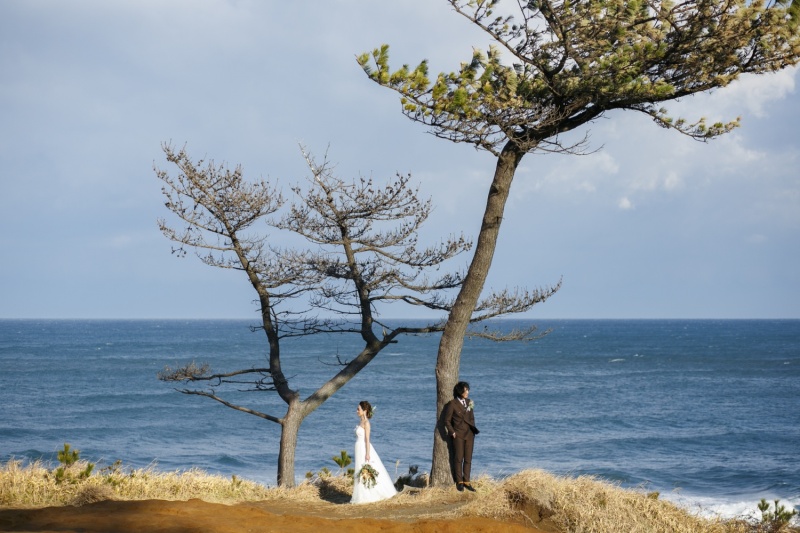 シンボルの松の木