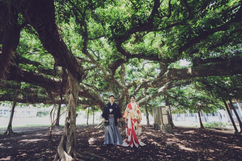 日本一のガジュマル