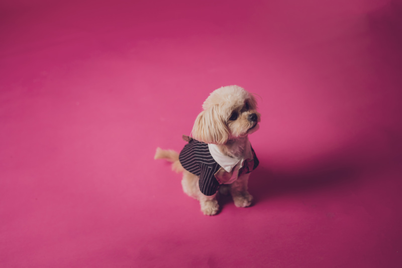 愛犬のソロショット