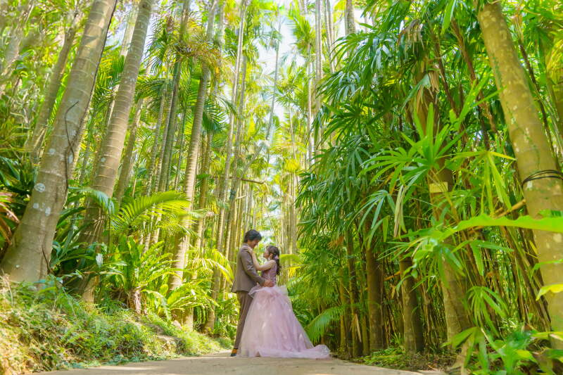 大きなヤシの木