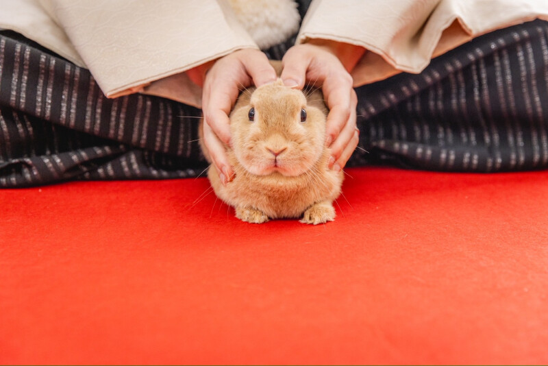 ペットとの撮影はお任せください!