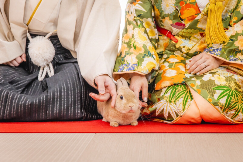 なんと!ウサギさん⁉