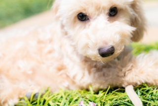 ファミリーフォト(ペット)