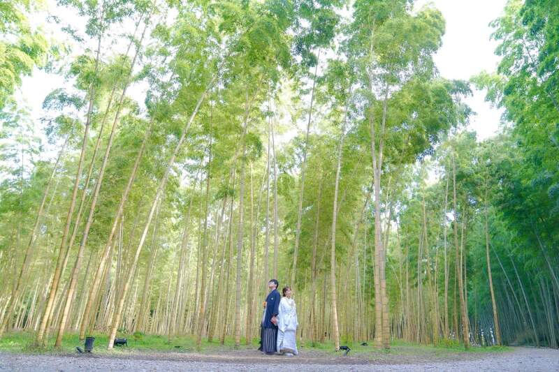 背の高い竹林と